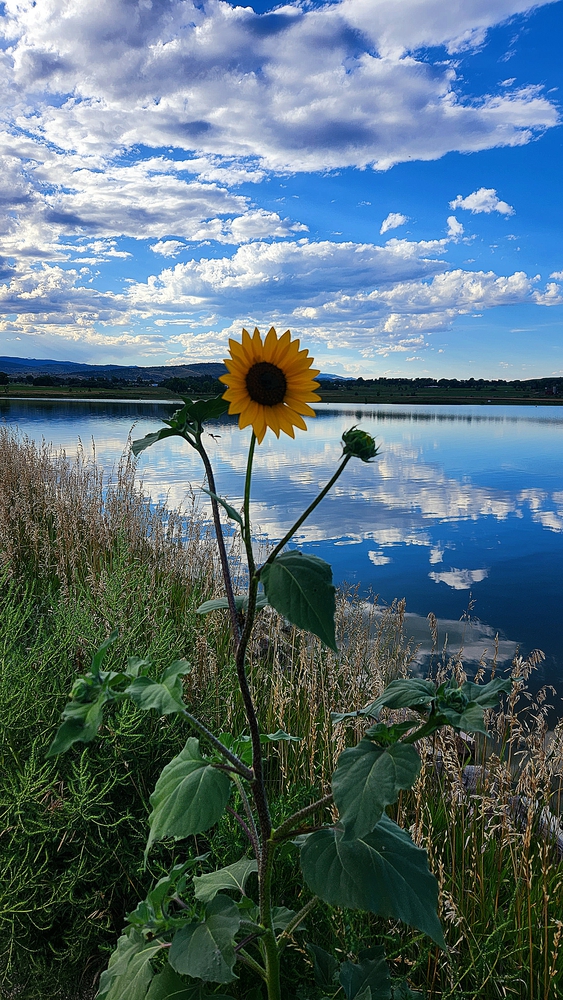 Longmont Braces, Longmont Colorado, sunflower with lake in background