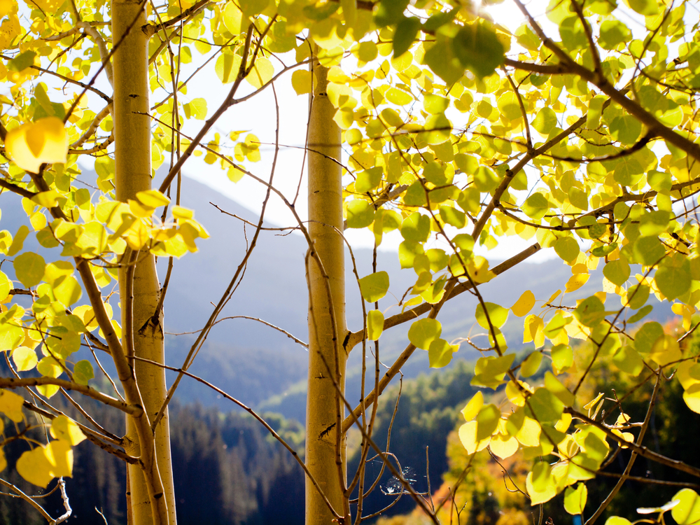 Sun filtering through aspen trees in the mountains, Lyons Colorado, Longmont Braces